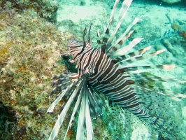 Lionfish IMG 7109